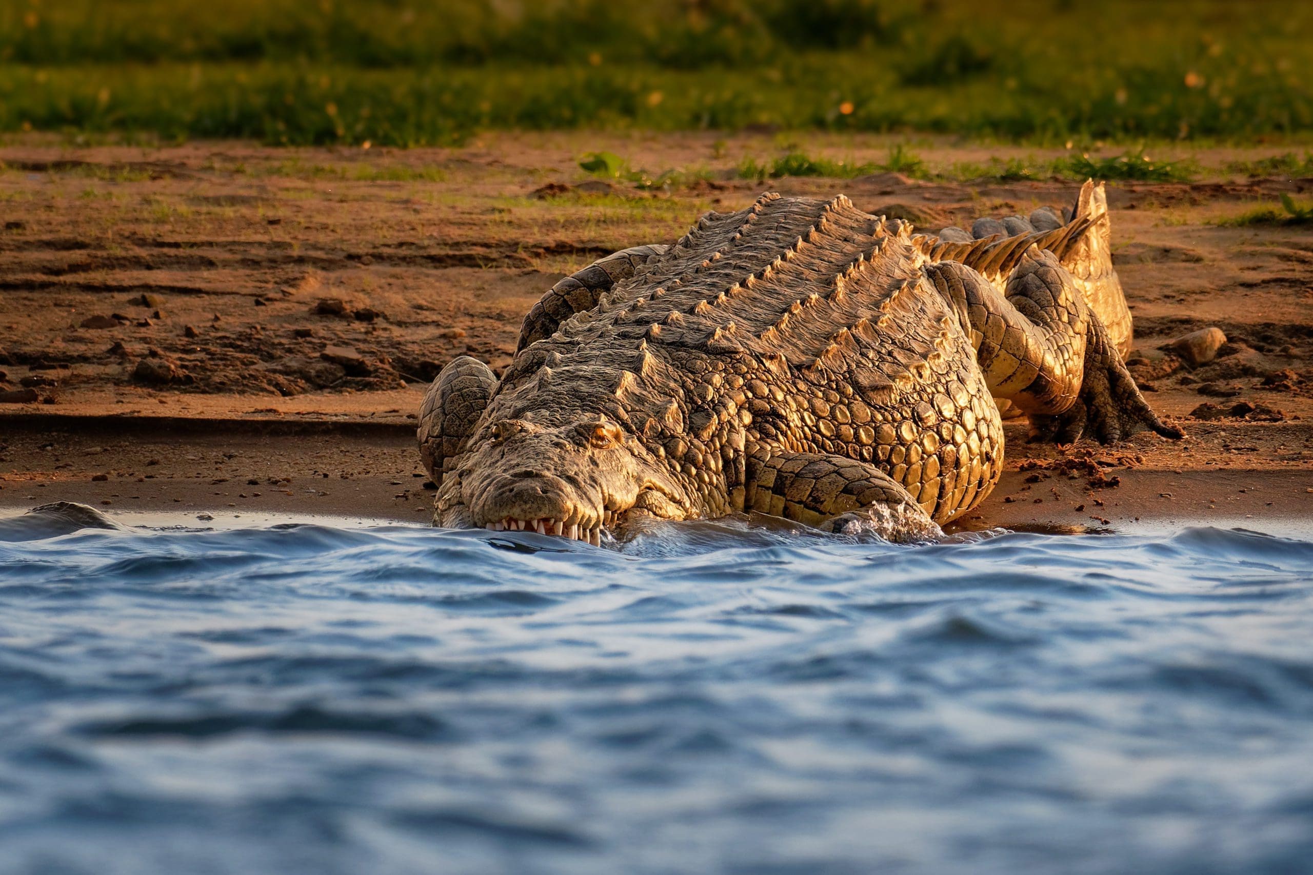 The Most Iconic Animals In Africa and Where To Find Them